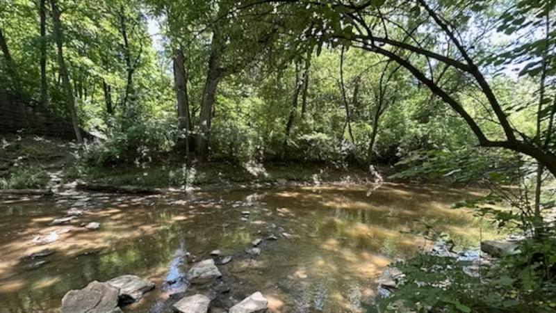 Charges pending after witness says she watched juveniles toss kittens into Lynchburg-area creek