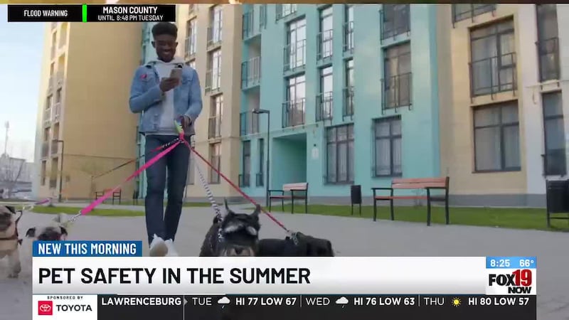Cincinnati Mom Collective: Pet safety in the summer